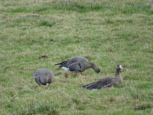 为经典象征 为经典象征